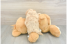 Smart Maltipoo Poodle Mix Pup