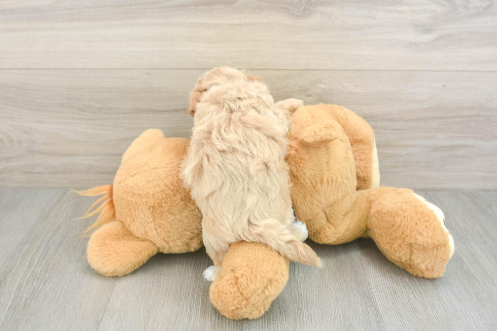 Smart Maltipoo Poodle Mix Pup