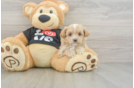 Adorable Malt a Poo Poodle Mix Puppy