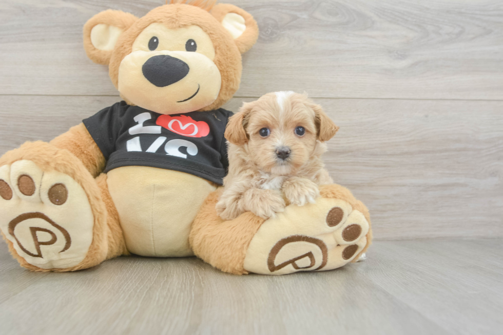Adorable Malt a Poo Poodle Mix Puppy