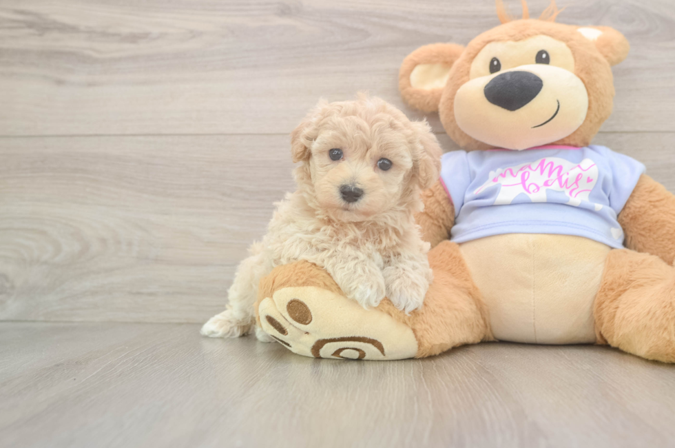 5 week old Maltipoo Puppy For Sale - Florida Fur Babies