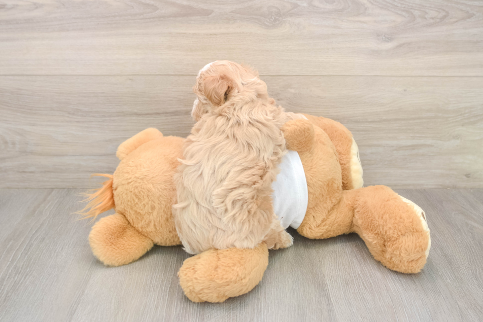 Meet Octavia - our Maltipoo Puppy Photo  2/2 - Florida Fur Babies Energetic Maltepoo Poodle Mix Puppy