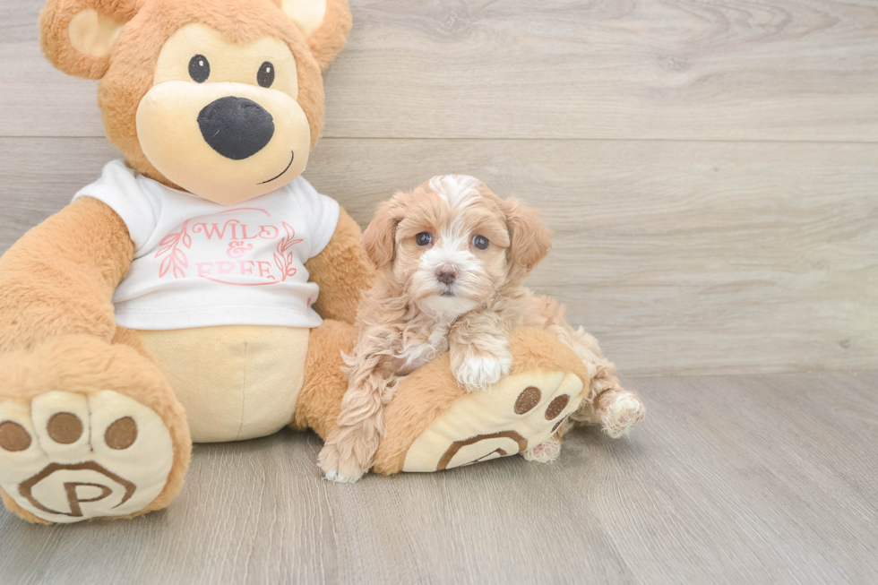 Meet Octavia - our Maltipoo Puppy Photo  1/2 - Florida Fur Babies Best Maltipoo Baby