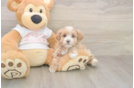 Meet Octavia - our Maltipoo Puppy Photo  1/2 - Florida Fur Babies Best Maltipoo Baby