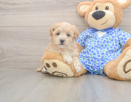 8 week old Maltipoo Puppy For Sale - Florida Fur Babies