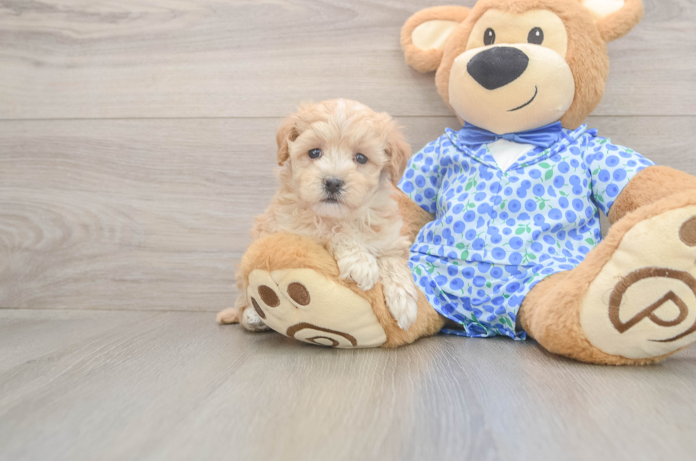5 week old Maltipoo Puppy For Sale - Florida Fur Babies