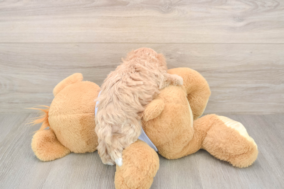 Friendly Maltipoo Baby