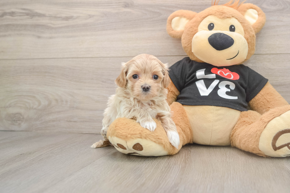 Little Maltese Poodle Poodle Mix Puppy