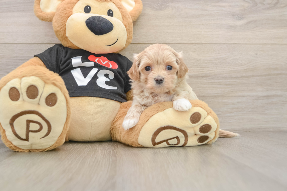 Playful Maltepoo Poodle Mix Puppy