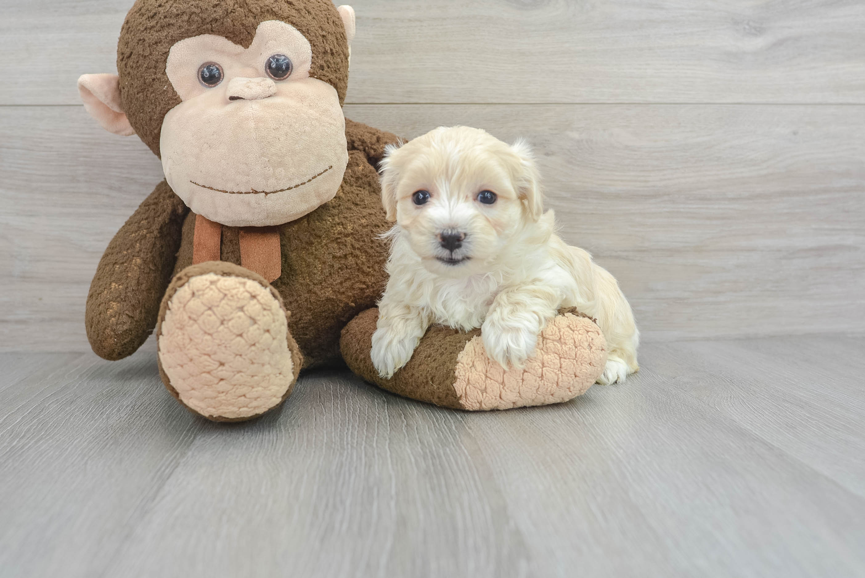 Tiny teacup maltipoo puppies hotsell for sale