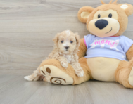 7 week old Maltipoo Puppy For Sale - Florida Fur Babies