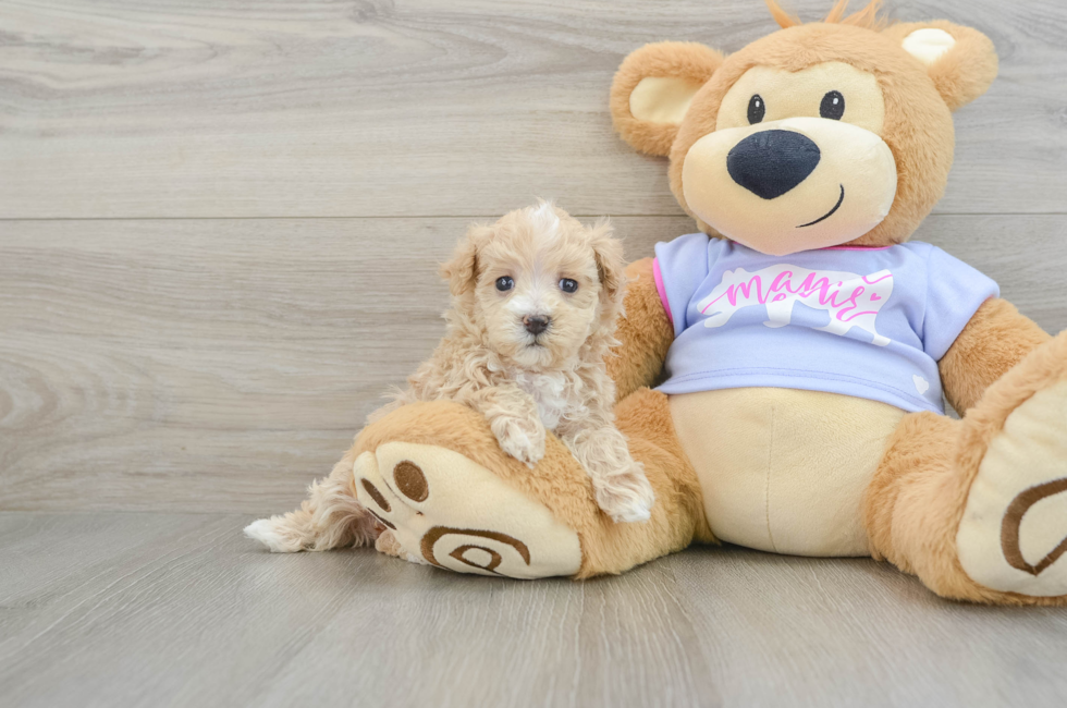 5 week old Maltipoo Puppy For Sale - Florida Fur Babies