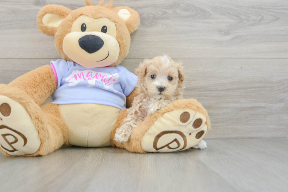 Maltipoo Puppy for Adoption