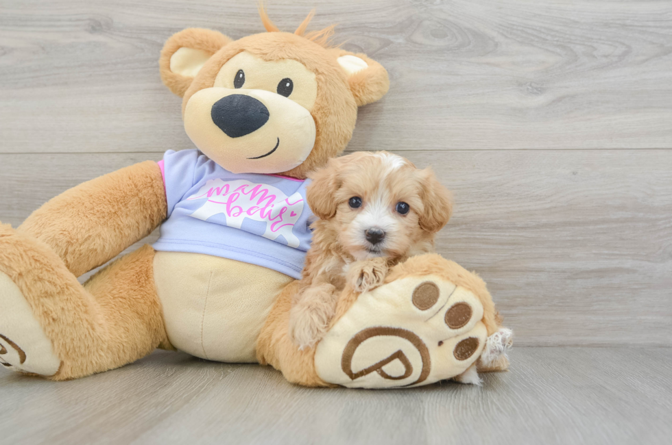 5 week old Maltipoo Puppy For Sale - Florida Fur Babies