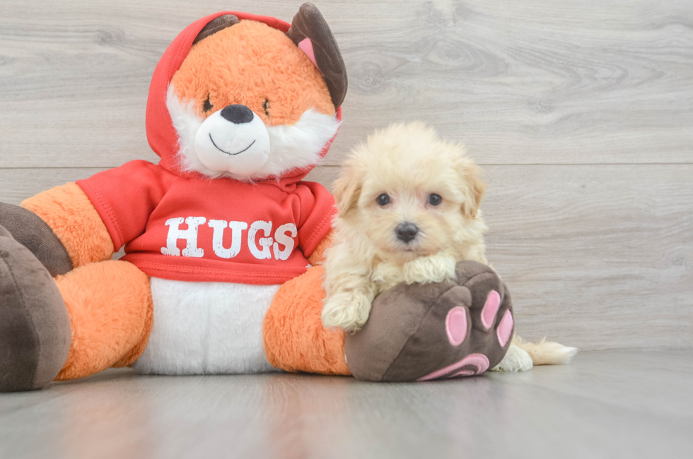 5 week old Maltipoo Puppy For Sale - Florida Fur Babies