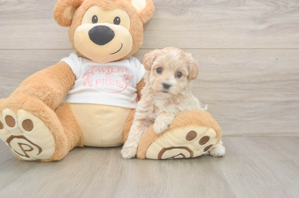 5 week old Maltipoo Puppy For Sale - Florida Fur Babies