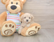 7 week old Maltipoo Puppy For Sale - Florida Fur Babies