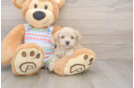 Best Maltipoo Baby