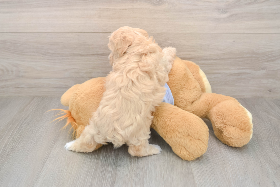 Fluffy Maltipoo Poodle Mix Pup