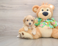 8 week old Maltipoo Puppy For Sale - Florida Fur Babies