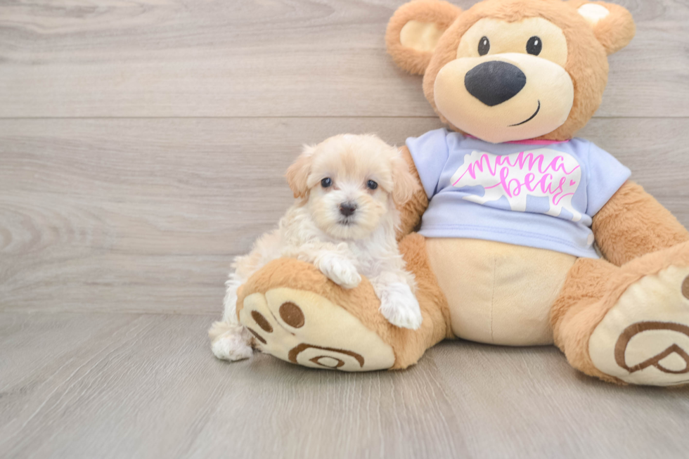 Fluffy Maltipoo Poodle Mix Pup