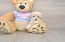 Maltipoo Pup Being Cute