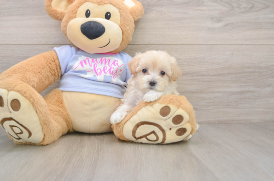 Maltipoo Pup Being Cute