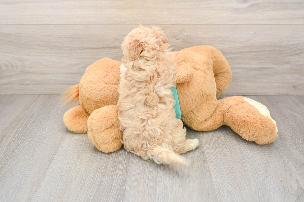 Maltipoo Pup Being Cute