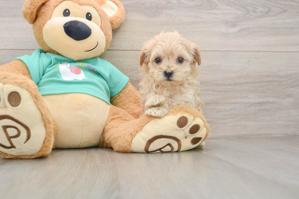 Best Maltipoo Baby