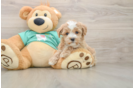 Maltipoo Puppy for Adoption