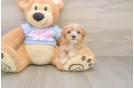 Hypoallergenic Maltepoo Poodle Mix Puppy