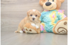 Playful Malt a Poo Poodle Mix Puppy