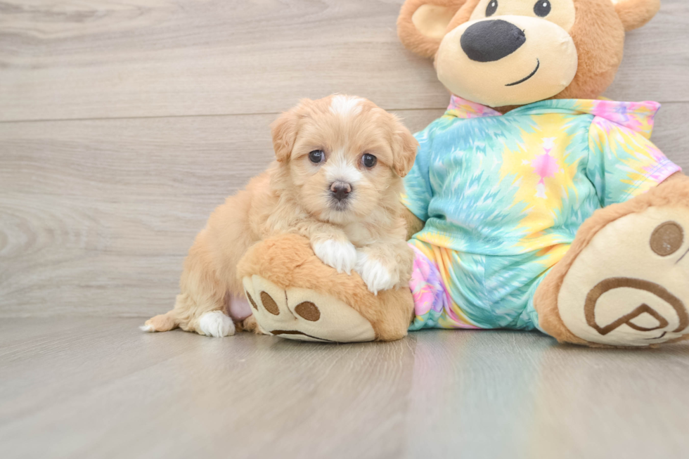 Playful Malt a Poo Poodle Mix Puppy
