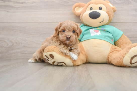 Energetic Maltese Poodle Poodle Mix Puppy
