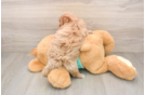 Best Maltipoo Baby