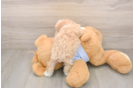 Maltipoo Puppy for Adoption
