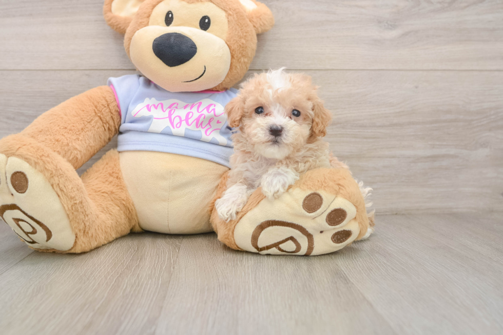 Cute Maltipoo Baby