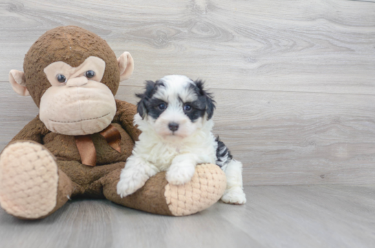 Best Maltipoo Baby