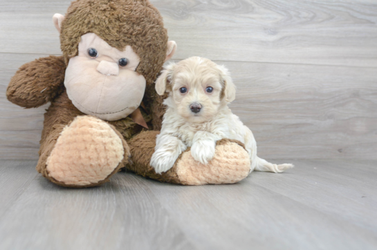 29 week old Maltipoo Puppy For Sale - Florida Fur Babies