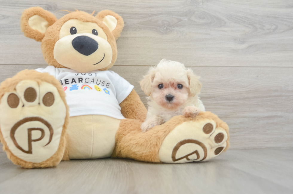 6 week old Maltipoo Puppy For Sale - Florida Fur Babies