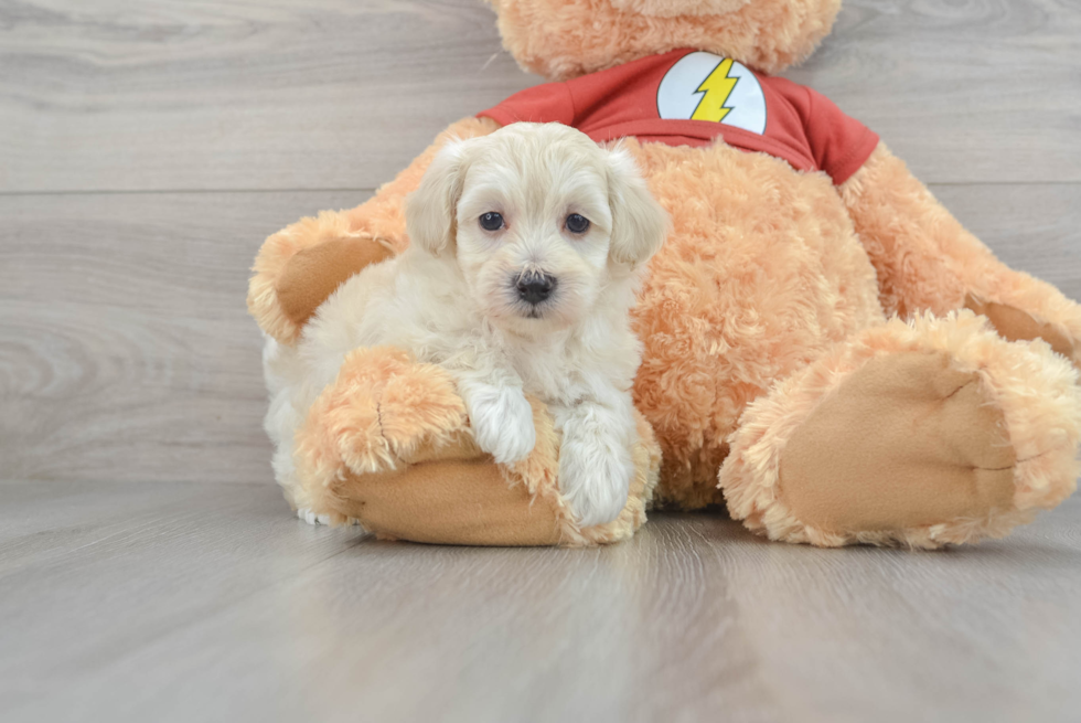 Popular Maltipoo Poodle Mix Pup