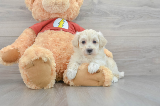 Best Maltipoo Baby