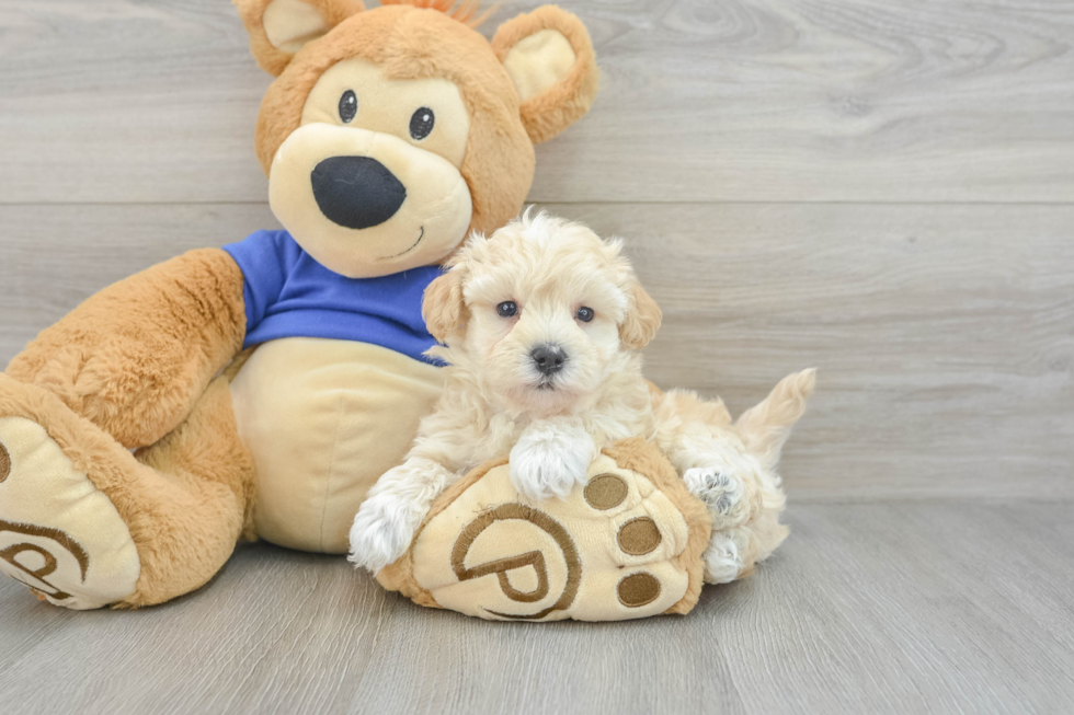 Sweet Maltipoo Baby