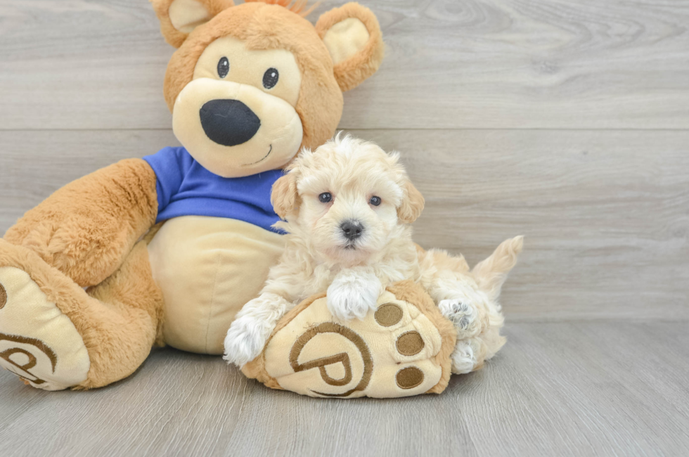 6 week old Maltipoo Puppy For Sale - Florida Fur Babies