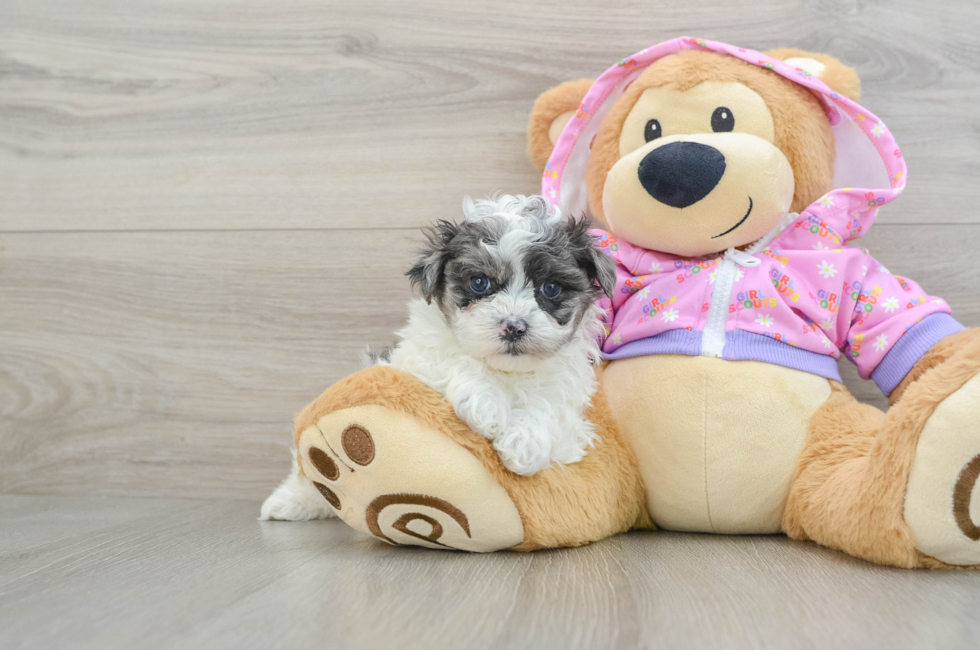 7 week old Maltipoo Puppy For Sale - Florida Fur Babies