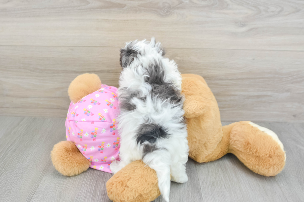 Cute Maltipoo Baby