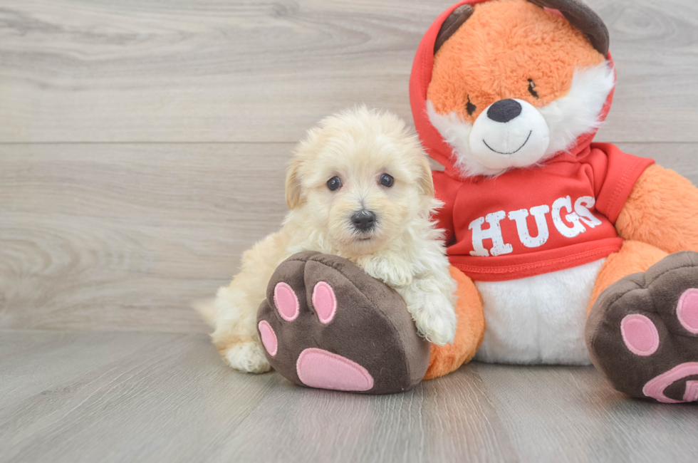 5 week old Maltipoo Puppy For Sale - Florida Fur Babies
