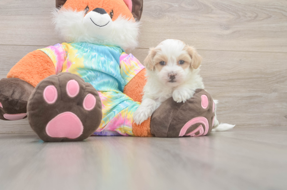 5 week old Maltipoo Puppy For Sale - Florida Fur Babies