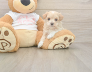 7 week old Maltipoo Puppy For Sale - Florida Fur Babies