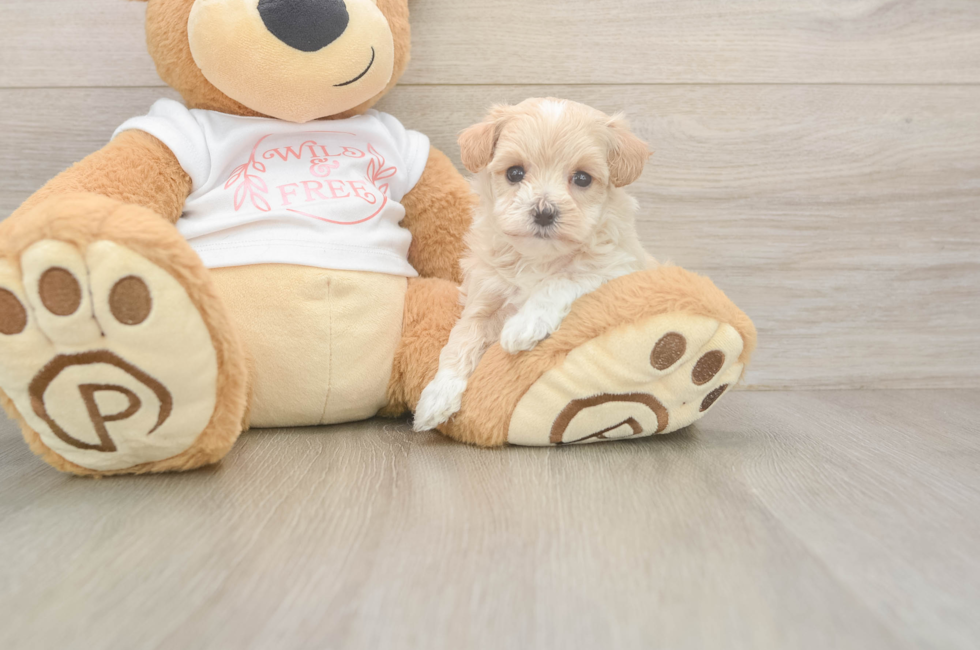 5 week old Maltipoo Puppy For Sale - Florida Fur Babies
